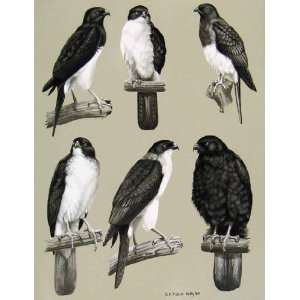  Eagles Hawks & Falcons Imitator Sparrow Hawk Birds