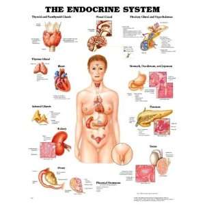 The Endocrine System Anatomical Chart  Industrial 