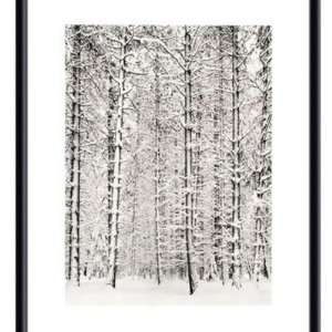 Barewalls Interactive Art Pine Forest in the Snow, Yosemite National 