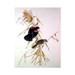  Red Winged Blackbird    Print
