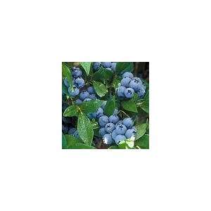  Northsky Blueberry Seeds 100 Germination Tested Patio 