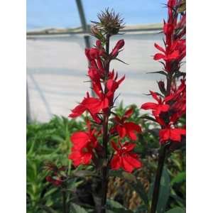  Scarlet Cardinal Perennial 4 Plants Lobelia  Very Hardy 