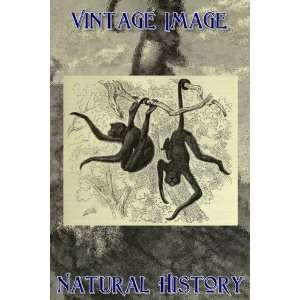   Vintage Natural History Image Red Faced Spider Monkey