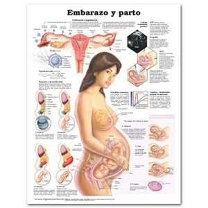 Pregnancy and Birth in Spanish Chart/Poster Health 
