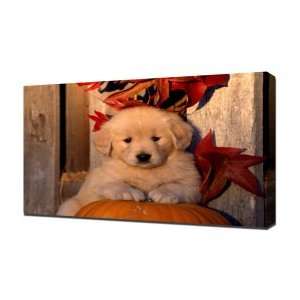  Labrador Puppy   Canvas Art   Framed Size 40x60   Ready 