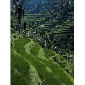 Terraced Rice Fields Near Gagah, Bali, Indonesia, Southeast Asia 