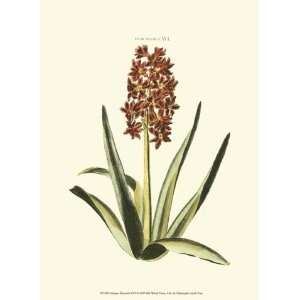    Antique Hyacinth XVI   Poster by Trew (9.5x13)