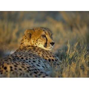  Captive Cheetah (Acinonyx Jubatus), Namibia, Africa 