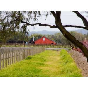  Red Barn near Vineyards, Napa Valley, California, USA 