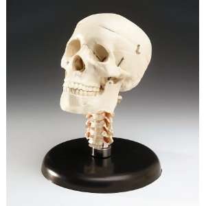 Human Skull with Cervical Vertebrae  Industrial 