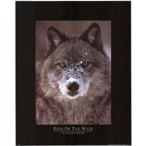  Eye Of Wolf Hunting (1998)   Photography Poster   16 x 20 