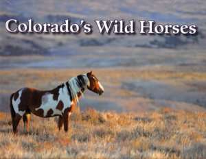   Colorados Wild Horses by Claude Steelman, Wildshots 