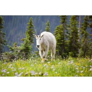 com Mountain Goat in Wildflower Meadow, Logan Pass, Glacier National 