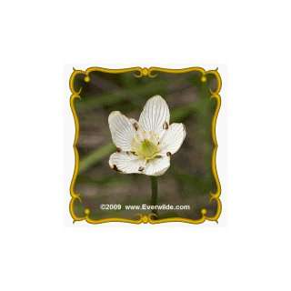  1 Lb Grass of Parnassus (Parnassia glauca) Bulk Wildflower 