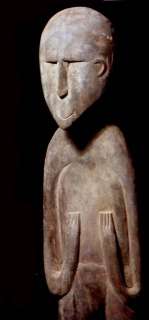 WOOOOW GREAT SENTANI ANCESTOR FIG PAPUA (NEW GUINEA)  