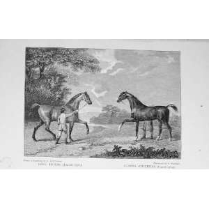   Horses King Herod Flying Childers 1891 Sport BailyS