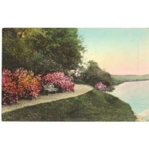1930s Vintage Postcard   Magnolia Gardens   Charleston South Carolina
