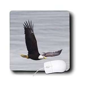  VWPics Animals   Bald Eagle in flight.(Haliaeetus 