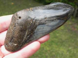 75e Megalodon fossil shark tooth KILLER WHALE HUNTER  