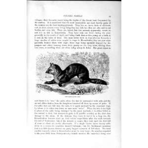   NATURAL HISTORY 1894 SABLE WEASEL FAMILY WILD ANIMAL
