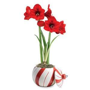  Red Lion Amaryllis in Candy Cane Planter
