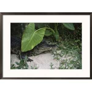  South American Caiman Alligator, , Peru Framed Art 