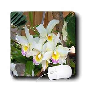  Flowers   Orchid   Mouse Pads Electronics