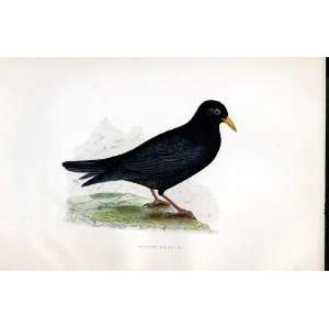  Alpine Chough Bree H/C 1875 Old Prints Birds Europe