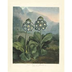  Thorntons Temple of Flora, Plate 9 , A Second Group of 
