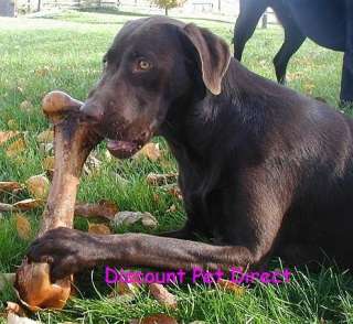   minnesota gets to work on her monster bone we are proud to import our