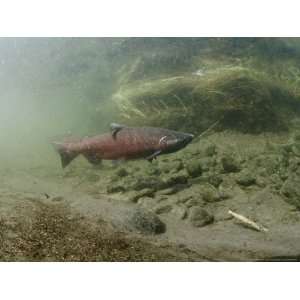  A Chinook Salmon Fish, Also Known as King Salmon, Swims 