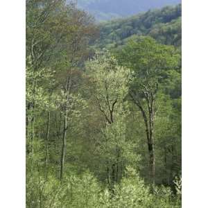 Early Spring Foliage, Great Smoky Mountains National Park 