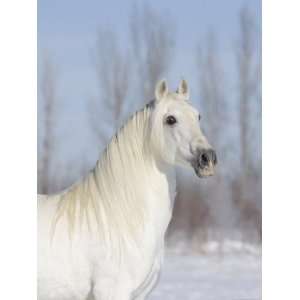  Grey Andalusian Stallion Head and Neck Portrait, Longmont 