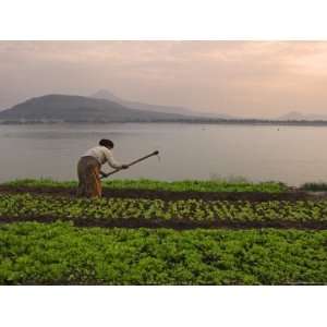  Tending the Crops on the Banks of the Mekong River, Pakse 