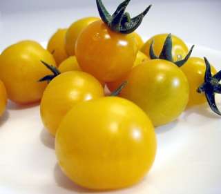 Teacup Yellow Tomato 10 Seeds   Great for Containers  