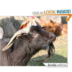 Goat   Animal Kingdom App Book Shop  Kindle Store