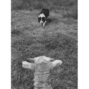  Border Collie, Roy, Winner of North American Sheep Dog 