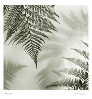 Ferns No. 1 Alan Blaustein Floral Still Life Print  