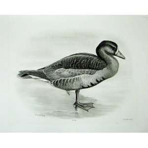   The White Fronted Goose Anser Albifrons Adult Bird
