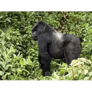 Silverback Mountain Gorilla Standing in Profile, Shinda Group, Rwanda 