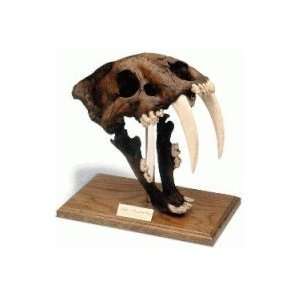 Saber Tooth Tiger Skull w/stand Tar pit finish