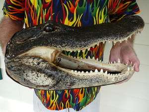  ALLIGATOR Aligator HEAD teeth TAXIDERMY heads I love FL gators  