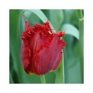  Valery Gergiev Tulip Seed Pack Patio, Lawn & Garden