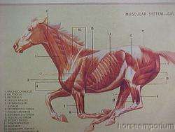 Sam Savitt Guide to Horses Chart/Poster Horse Facts New  