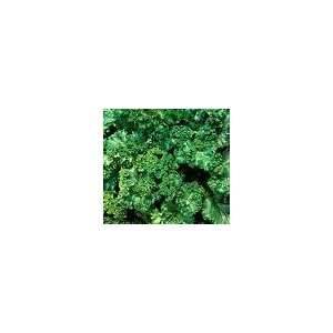  30 Giant Curled Mustard Seeds Patio, Lawn & Garden
