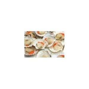 Live Bay Scallops in the Shell, (4 Dozen, serves 4)  