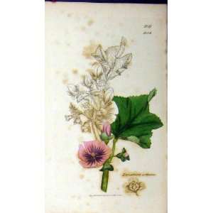   Sowerby Botanical Print 1808 Lavatera Arborea Flower