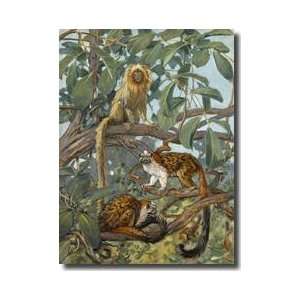 Marmosets In The Jungle Canopy Giclee Print 