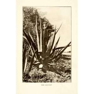 1908 Print Maguey Agave Aloe Plant Portrait Mexico Succulent Century 
