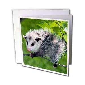  Wild animals   Opossum   Greeting Cards 6 Greeting Cards 